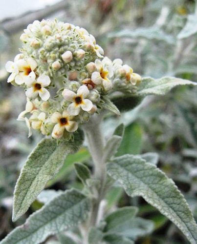 Buddleja davidii SILVER ANNIVERSARY® - Fehér színű nyáriorgona