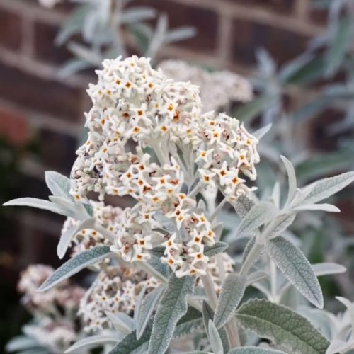Buddleja davidii SILVER ANNIVERSARY® - Fehér színű nyáriorgona