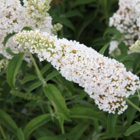   Buddleja davidii WHITE PROFUSION -  Fehér illatos nyáriorgona