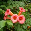 Campsis radicans - Trombitafolyondár