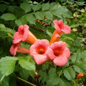 Campsis radicans - Trombitafolyondár