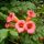 Campsis radicans - Trombitafolyondár