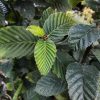 Carpinus betulus - Közönséges gyertyán