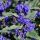 Caryopteris clandonensis BLUE KNIGHT ® - Angol kékszakáll