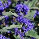 Caryopteris clandonensis BLUE KNIGHT ® - Angol kékszakáll
