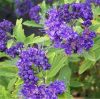 Caryopteris clandonensis BLUE KNIGHT ® - Angol kékszakáll