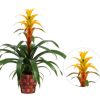 Guzmania Sunnytime - Bromélia
