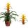 Guzmania Sunnytime - Bromélia