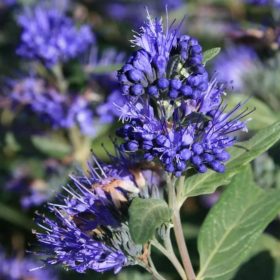   Caryopteris clandonensis HEAVENLY BLUE - Keskenylevelű angol kékszakáll