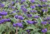 Caryopteris clandonensis KEW BLUE - Sötétkék virágú kékszakáll