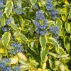Caryopteris clandonensis SUMMER SORBET ® - Sárga-tarka levelű kékszakáll