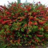 Chaenomeles japonica 'RED JOY' - Piros virágú japánbirs