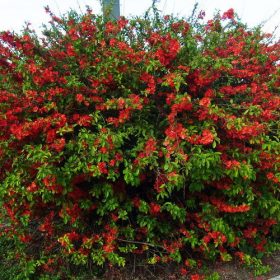   Chaenomeles japonica 'RED JOY' - Piros virágú japánbirs