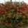 Chaenomeles japonica 'RED JOY' - Piros virágú japánbirs