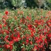 Chaenomeles speciosa ORANGE STORM ® - Pompás japánbirs