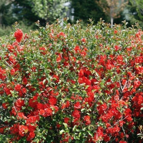Chaenomeles speciosa ORANGE STORM ® - Pompás japánbirs
