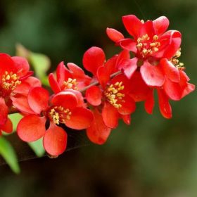   Chaenomeles superba CRIMSON AND GOLD -  Sötét piros virágú japánbirs
