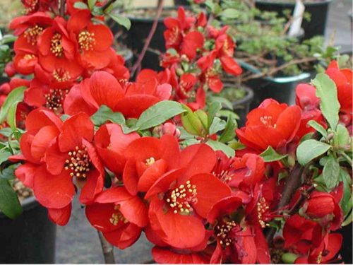Chaenomeles superba CRIMSON AND GOLD -  Sötét piros virágú japánbirs