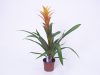 Guzmania Sunnytime - Bromélia