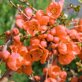   Chaenomeles superba ORANGE TRAIL - Narancssárga virágú japánbirs