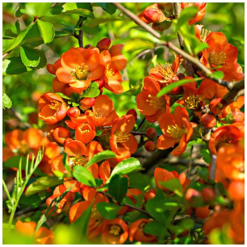 Chaenomeles superba ORANGE TRAIL - Narancssárga virágú japánbirs