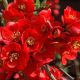 Chaenomeles superba RED TRAIL - Piros színű japánbirs
