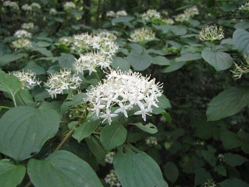 Cornus sanguinea -  Veresgyűrűs som