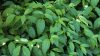 Cornus stolonifera KELSEYI - Selymes som