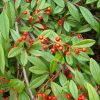 Cotoneaster  BELLA - Talajtakaró piros bogyós madárbirs