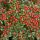 Cotoneaster cochleatus - Madárbirs