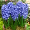 Hyacinth Delft Blue 