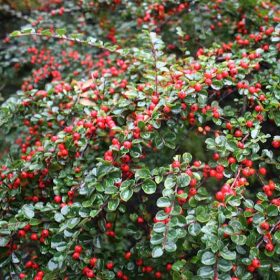 Cotoneaster dammeri MAJOR - Nagylevelű madárbirs