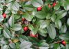 Cotoneaster dammeri MAJOR - Nagylevelű madárbirs
