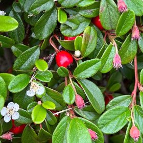 Cotoneaster dammeri SCHOON - Talajtakaró madárbirs