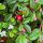 Cotoneaster dammeri SCHOON - Talajtakaró madárbirs