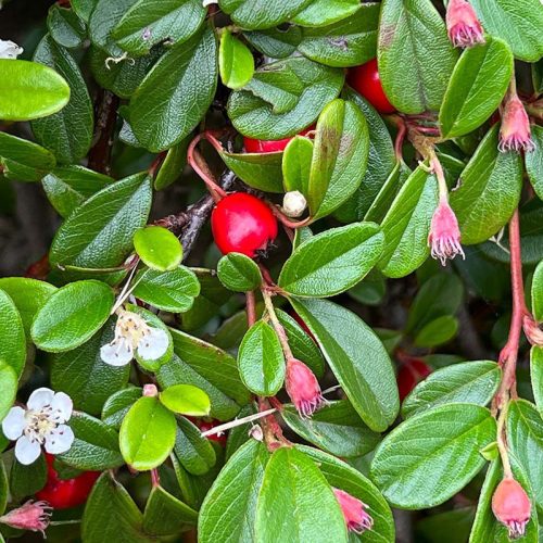 Cotoneaster dammeri SCHOON - Talajtakaró madárbirs