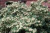 Cotoneaster lacteus - Tejfehér virágú madárbirs