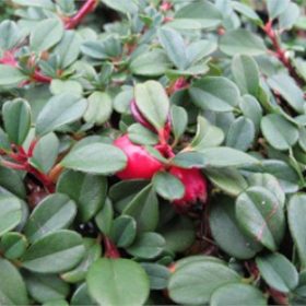   Cotoneaster procumbens QUEEN OF CARPET - Magas törzsű, csüngő madárbirs