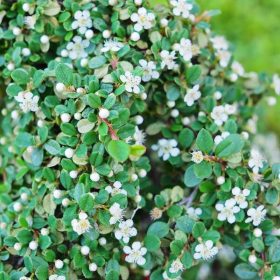   Cotoneaster procumbens STREIB'S FINDLING - Kúszó madárbirs