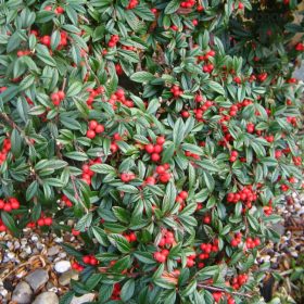  Cotoneaster salicifolius HERBSTFEUER - Fűzlevelű madárbirs