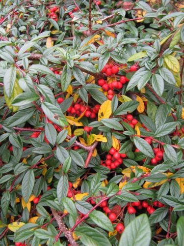 Cotoneaster salicifolius HERBSTFEUER - Fűzlevelű madárbirs