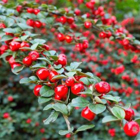   Cotoneaster x suecicus CORAL BEAUTY - Dúsan virágzó Svéd madárbirs