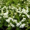 Deutzia gracilis NIKKO - Törpe gyöngyvirágcserje