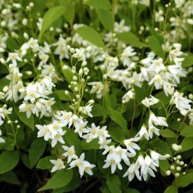 Deutzia gracilis NIKKO - Törpe gyöngyvirágcserje