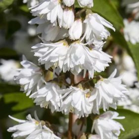   Deutzia scabra PLENA - Fehér, teltvirágú gyöngyvirágcserje