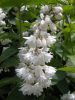 Deutzia scabra PLENA - Fehér, teltvirágú gyöngyvirágcserje