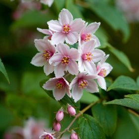   Deutzia x hybrida MONT ROSE - Érdeslevelű gyöngyvirágcserje