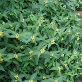   Diervilla sessilifolia 'BUTTERFLY' - kénszínű sárgalonc
