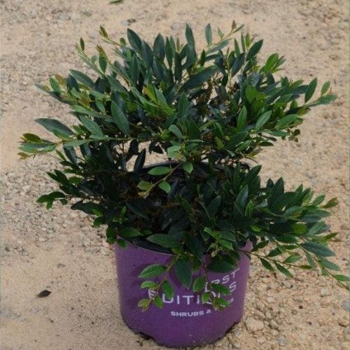 Distylium VINTAGE JADE ®