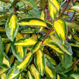   Elaeagnus  x ebbingei LIMELIGHT ® - Sárga-tarka széleslevelű ezüstfa